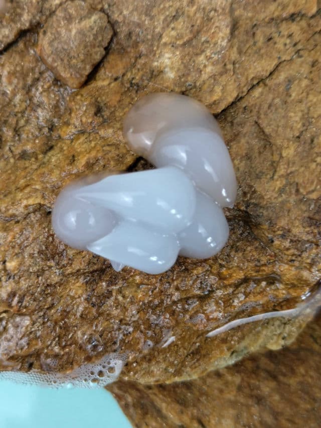 SKIN1004 Madagascar Centella Hyalu-Cica Sleeping Pack review photo by beautyfriya