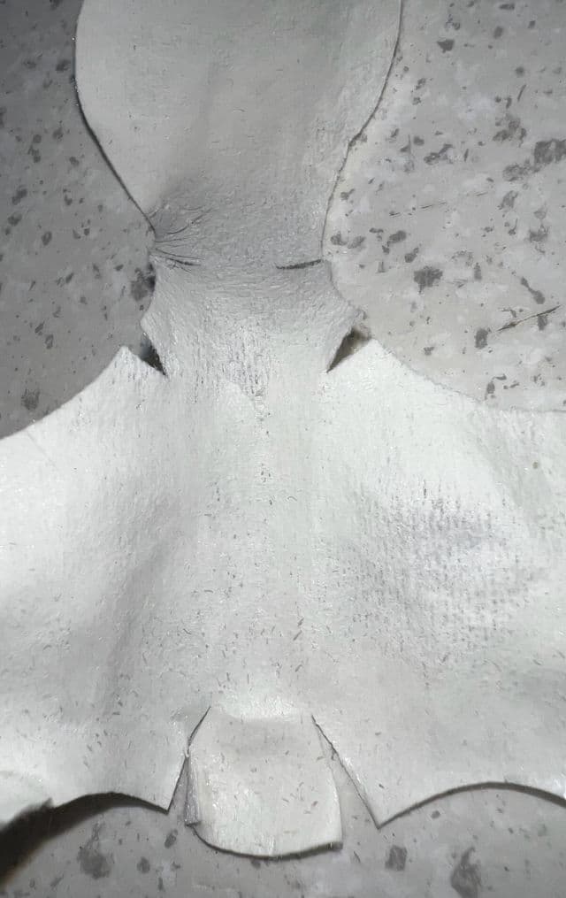 TONYMOLY Tako Pore One Shot Nose Pack review photo by venessao13