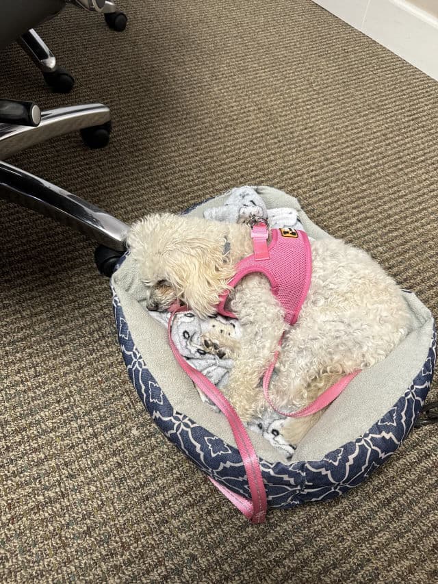 Obagi CLENZIderm M.D. Pore Therapy Salicylic Acid 2% Acne Treatment review photo by MindyLaine