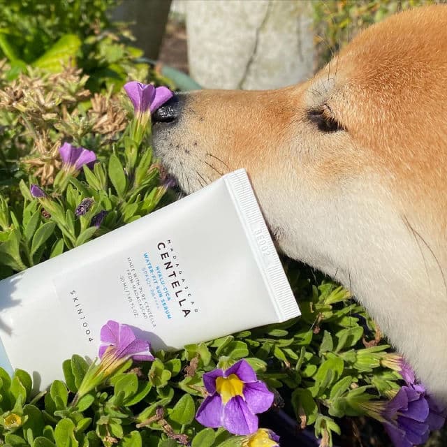 SKIN1004 Madagascar Centella Hyalu-Cica Water-Fit Sun Serum SPF50+ PA++++ review photo by Haruuchan