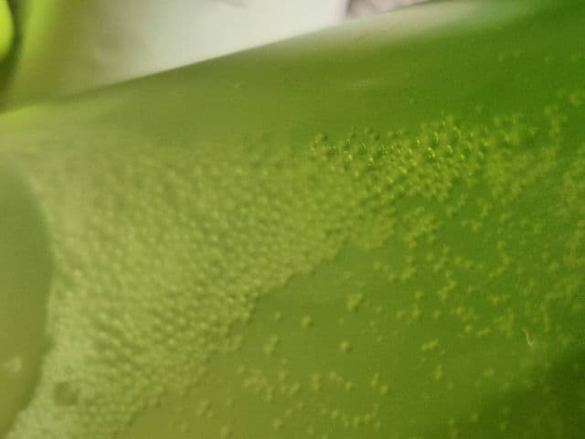 Miguhara Green Tea Calming Essence Cleansing Foam review photo by Lesyao