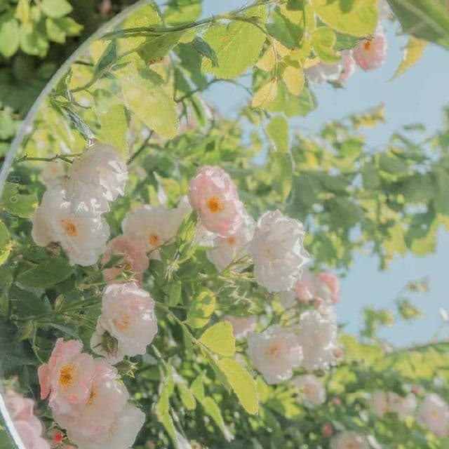 Ferver Skincare Fermented Enzyme Acid Radiance Mask review photo by ichelr