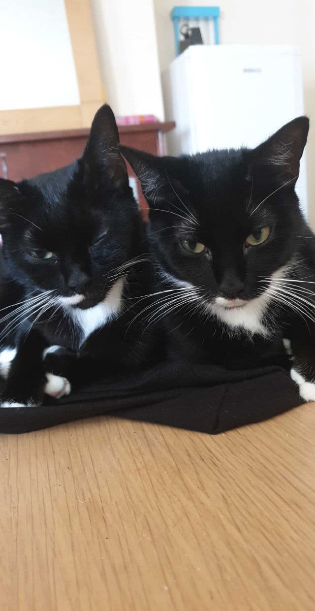 TTO Thermal Face Cleansing Gel review photo by alishia05