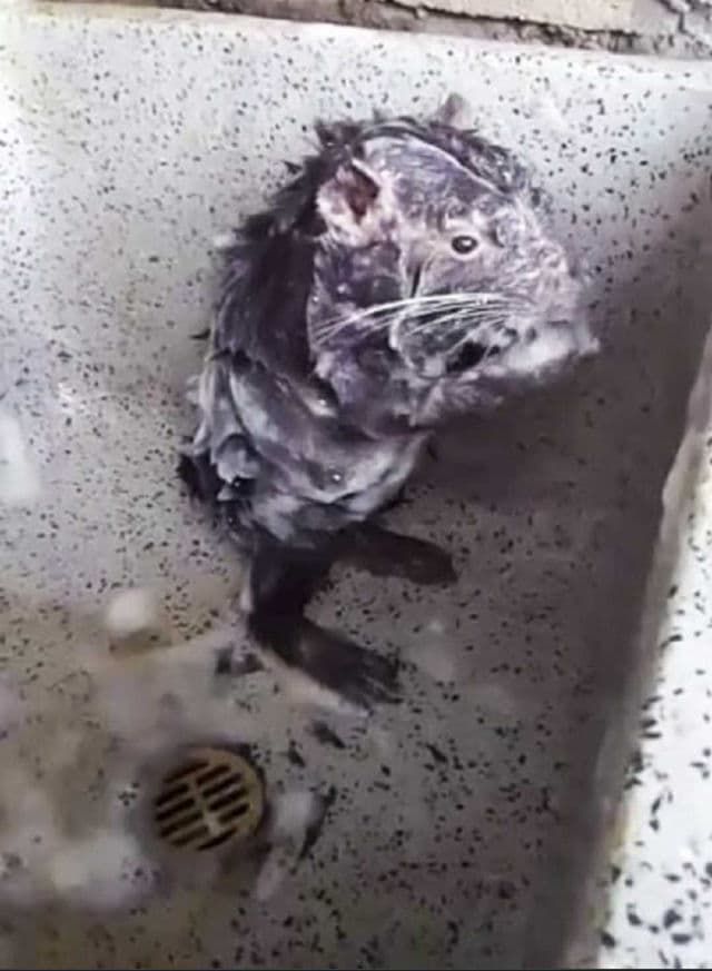 BeautyPro Retinol Facial Sheet Mask review photo by alishia05