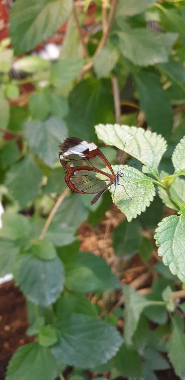 Vichy Idéal Soleil Mattifying Face Fluid Dry Touch SPF50 review photo by alishia05