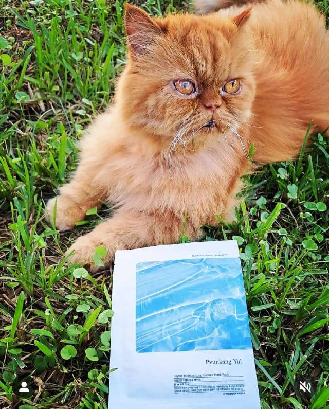 Pyunkang Yul Highly Moisturizing Essence Mask Pack review photo by Misimisen