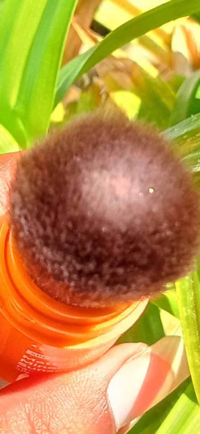 The Derma Co. Mattifying 100% Mineral Sunscreen Powder review photo by Rijola