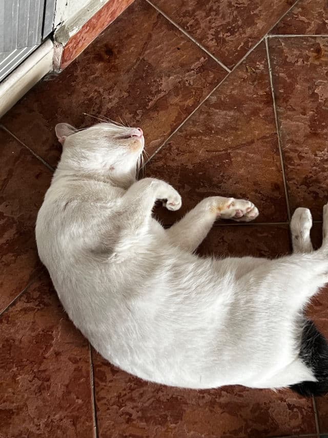 Sioris Cleanse Me Softly Milk Cleanser review photo by syakiroo