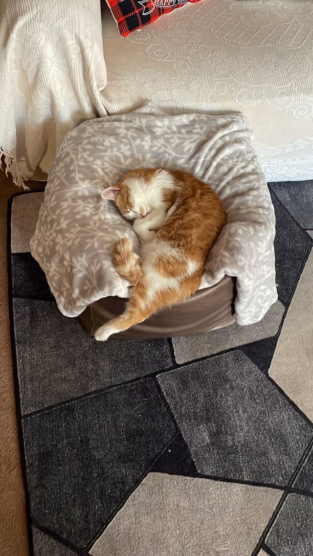 Some By Mi Cica Peptide Anti Hair Loss Derma Scalp Shampoo review photo by Bekyth