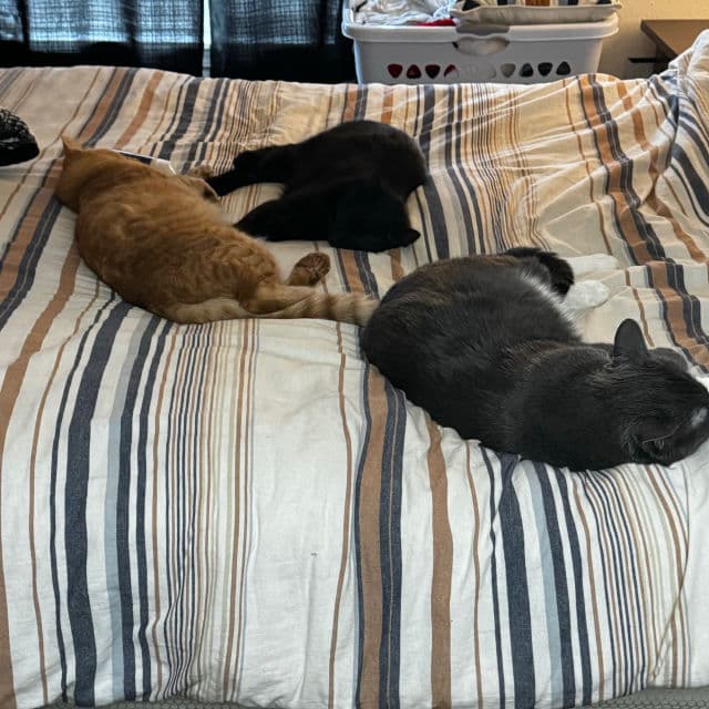 HaruHaru WONDER Black Bamboo Daily Soothing Sun Shield SPF50+ PA++++ review photo by StephNickol