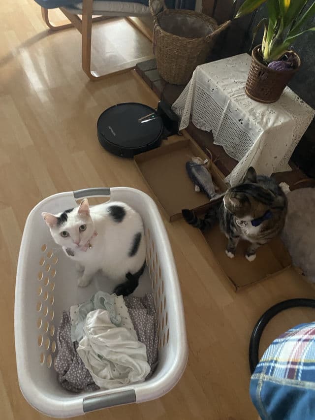 Flower Knows 01 White Swan review photo by cinnamollor