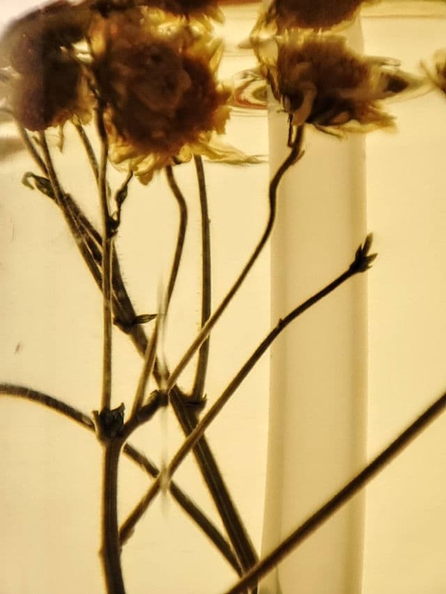 THE FACE SHOP Real Blend Calming Cleansing Oil review photo by MySkinToday