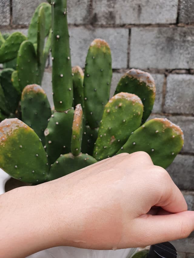 CARYOPHY Portulaca Toner review photo by Duyen29pham