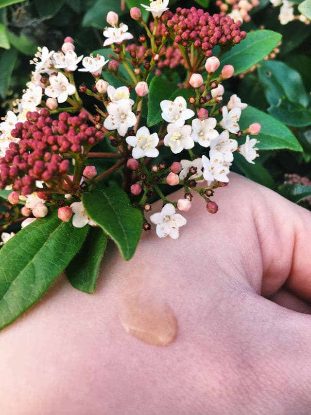 Vely Vely Artemisia Balance Essence review photo by KWYNBeauty