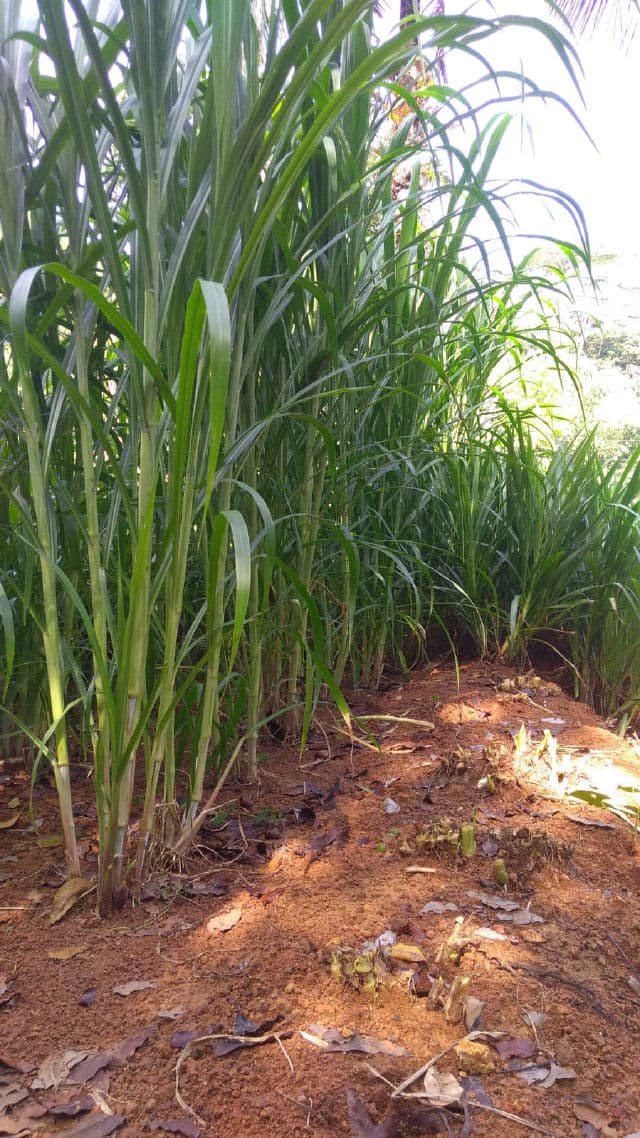 Implora Hydrating Serum review photo by KikiWulan