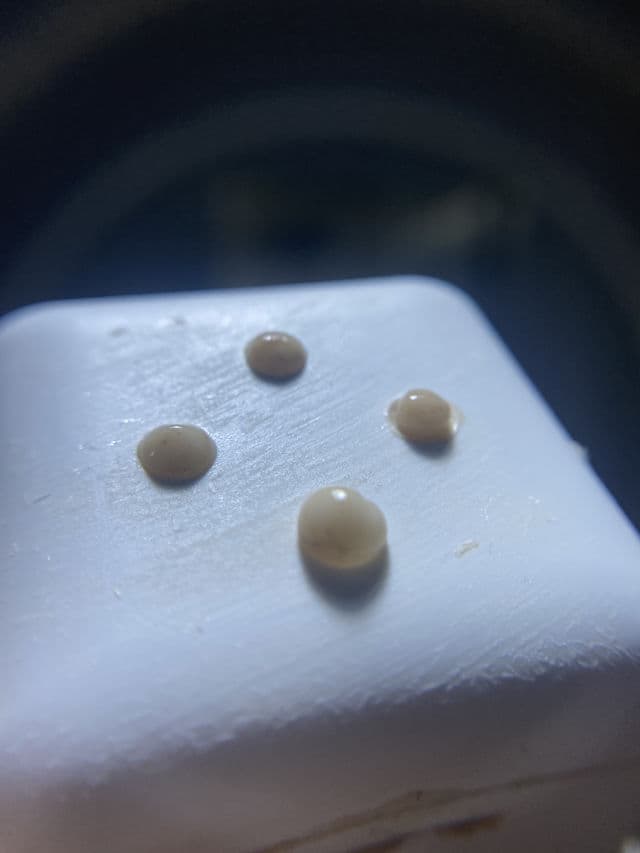 Drunk Elephant Sweet Pitti Deodorant Cream  review photo by agathatheboss