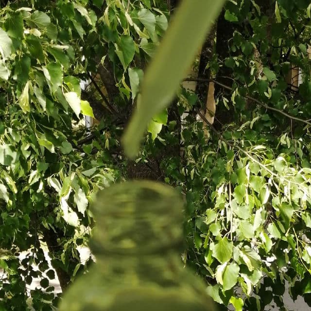 Earth Harbor Naturals Samphire Sea-Retinol Digital Serum review photo by beautywithdanni