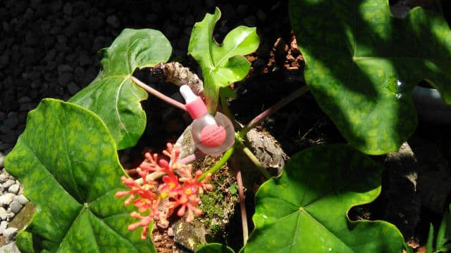 Dear Me Beauty 10% Niacinamide + Watermelon Extract Face Serum review photo by ceritaoryza