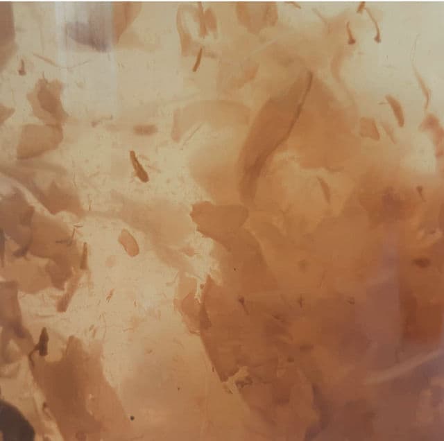 Gilla8 Damask Rose Extra Radiance Facial Toner review photo by dicaluv