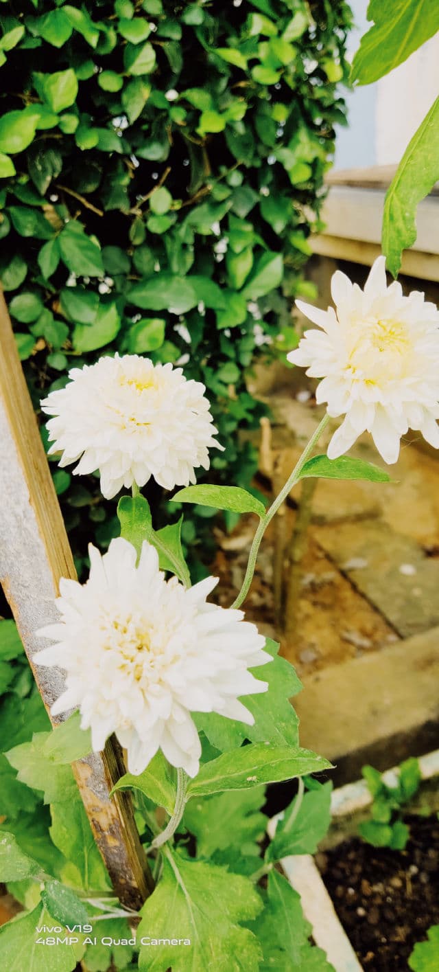 The Inkey List Niacinamide review photo by faridaa