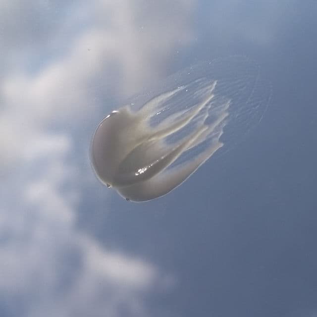 PURITO Deep Sea Pure Water Cream review photo by glowphei