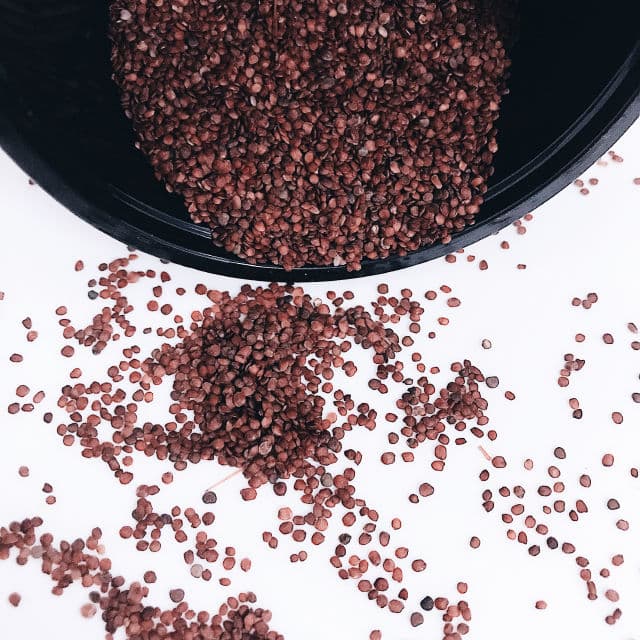 Pestlo The Seed Real Collagen Mask review photo by hdlums