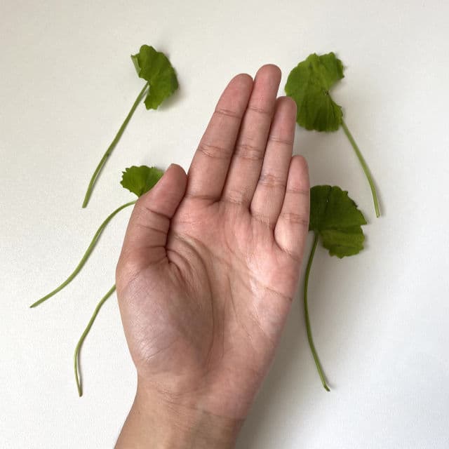 ETUDE SoonJung Centella Relief Toner review photo by mvisml