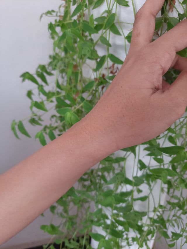 L'Oreal Paris Revitalift Milky Cleansing Foam Face Wash Anti Aging review photo by norahh