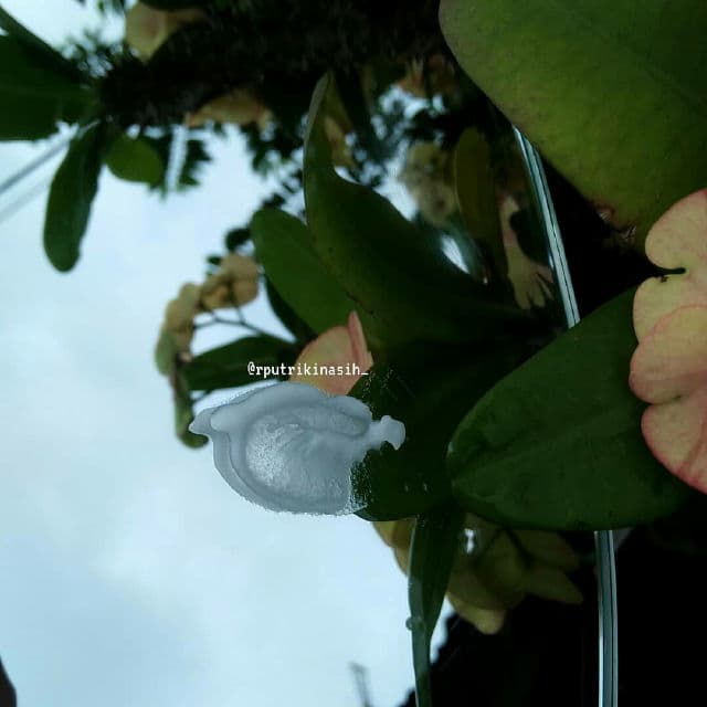 Skin game Pink Hero review photo by rputrikinasih21