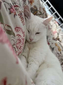 Patzi