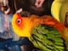 parrotprincess profile picture