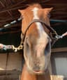 EquineSkin profile picture