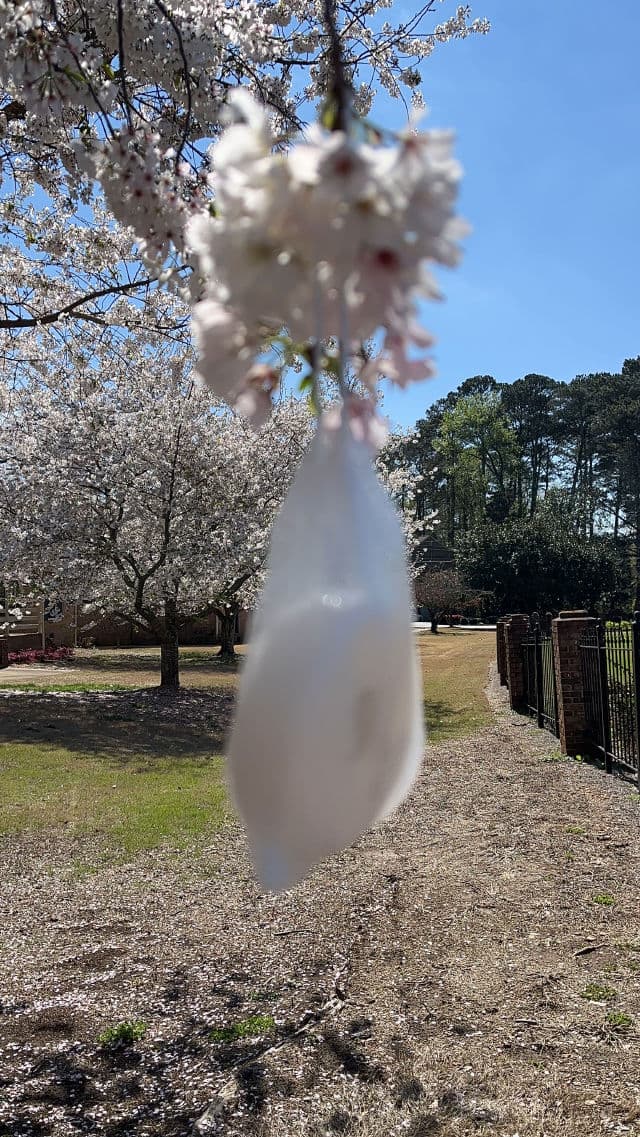 SKIN1004 Cocoon review photo by EyeNez