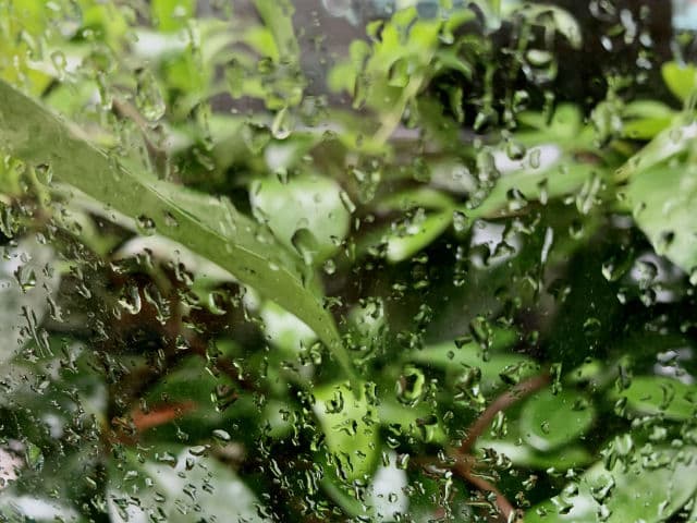 Hanyul Nature In Life Sheet Mask (Pure Artemisia) review photo by MarikoKLove