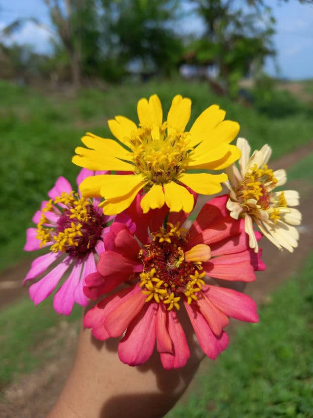 Ever Bilena Toast of New York review photo by sabrinashayne