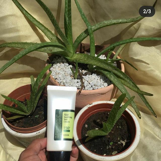 Aloe Soothing Sun Cream SPF50+ PA+++ product review